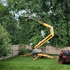 Reliable Crystal Lake, FL Tree Removal and Landscaping Services Solutions